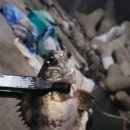 석동축산 이미지