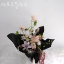 라포즈플레르
