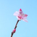 삼일농원 이미지