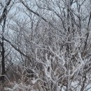 동아온천사우나 | [ 선자령 ] 강원도 평창 대관령 설산 추천 / 통일집 ( 강릉 노포 소고기 맛집 )