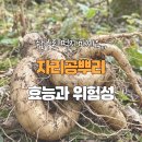 7. 장녹나물(미국자리공) 이미지