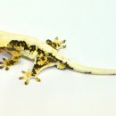 릴리(Lilly) 이미지