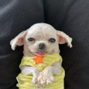 예승 이미지