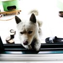 멍멍이집 이미지