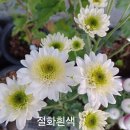 국화 - 제주시 | 국화