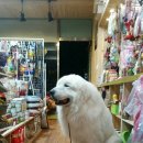 센스펫