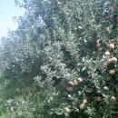 샛터농장 이미지