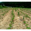 은행농장 이미지