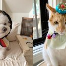 댕이냥이