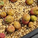 다상농장 이미지