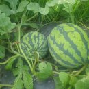 양정농장 이미지