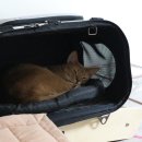 그루밍 시옷 이미지