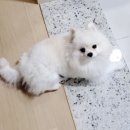 쿨스팟디자인 | 강아지 쿨방석 냉감방석 추천! 울리 쿨링 방석 솔직 사용 후기 #26년넾다세일