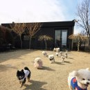 블리스독 네이버블로그