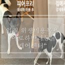 가야로 463번길 | [김해] 무는개 입질견 피어프리미용 행동교정 위생미용