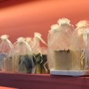 미라클 독 이미지