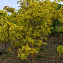 단풍나무 농장 이미지