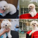 러브펫 멀티 펫샵 | 영등포 러브펫 동물병원 멀티펫샵 애견미용 개만족 심쿵주의