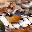 딱새 Daurian Redstart 448 이미지