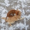 스타애견 이미지