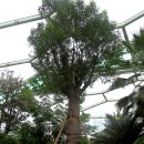 부천호수식물원 수피아 이미지