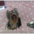 여시발바닥 이미지