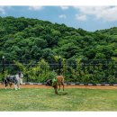 바우바우애견펜션 이미지