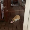 [일상] 경주 핀란디아 스파펜션 바베큐 후기