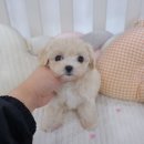 멍앤냥 강아지고양이 안양점 이미지