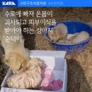 순덕 농장 | 수로에 빠져 온몸이 괴사되고 피부이식 수술을 받아야 하는 새끼 강아지 ‘순덕이’