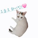 따스 양꼬치 이미지