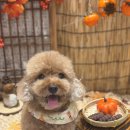 보미네옥상 | [김포 풍무동 애견동반카페]보미네 옥상/강아지 수제간식/루프탑 애견운동장 카페