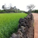 조수리엔 이미지