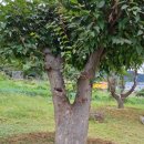 대목농장 이미지