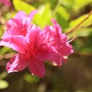 연산홍 - 용인시 처인구 한터로 34 | 연산홍