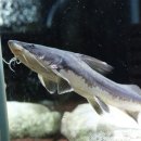 고기의 정점 이미지