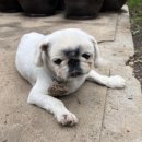 산골초가펜션 이미지