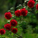 RoseDay 이미지