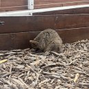 퍼스버거 | 신혼여행 기록 💍 호주 퍼스 쿼카섬 🫶🏻 로트네스트섬 숙소 추천