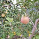 석골농장 이미지