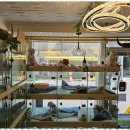 퍼피살롱 이미지