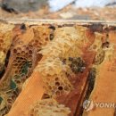 벌떼축산 이미지