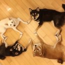 판돈