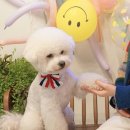 디어퐁퐁 이미지