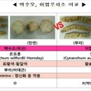 식약처, 내츄럴엔도텍 백수오에서 '이엽우피소' 검출 2015-04-30 04:00 이미지