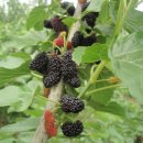 단원농장 이미지