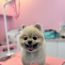 산두로펫살롱 이미지