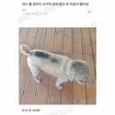 아나 울 강아지 고구마 냄새 맡고 또 아궁이 들어감 이미지