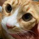 도리순이 이미지