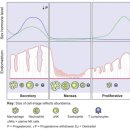 CW-2016-01 | NK세포 백분율검사 [유세포분석법]: NK세포와 난임